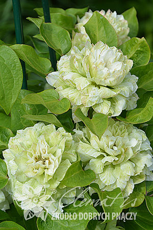 Клематис гибридный Кохана